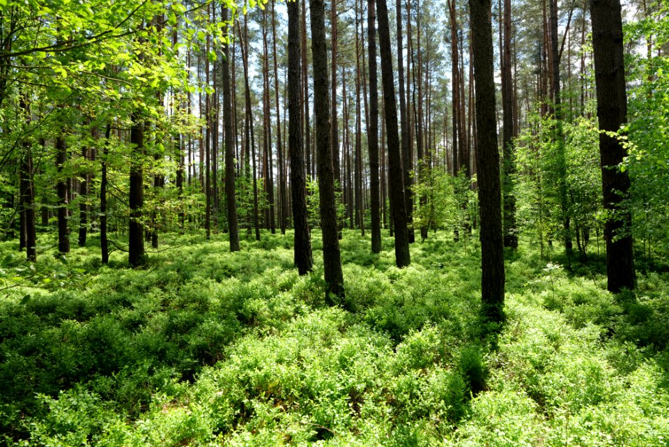 Forest in Gandenitz 2021-05-29 15