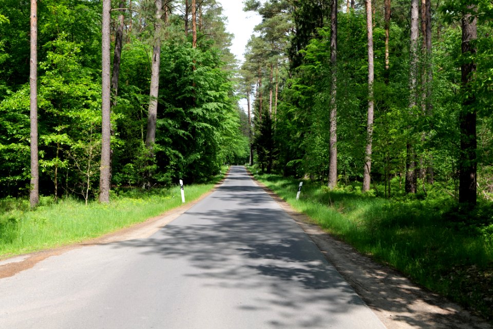 Forest in Gandenitz 2021-05-29 12