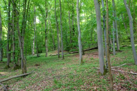 Forest in Gollmitz 2021-05-29 04