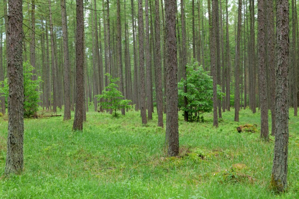 Forest in Gandenitz 2021-05-29 28