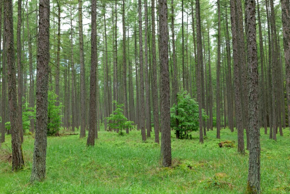 Forest in Gandenitz 2021-05-29 30
