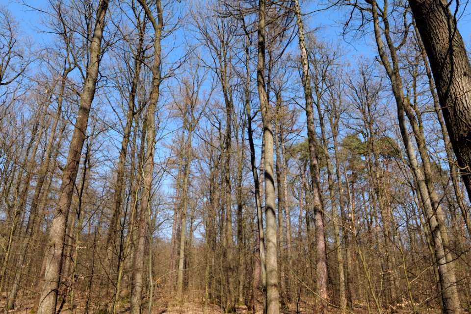 Forest near Börnchesberg Kronberg 2020-03-25 09