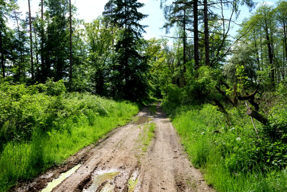 Forest in Gollmitz 2021-05-29 06
