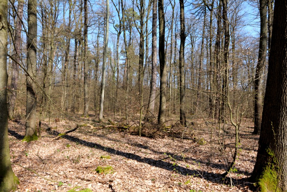 Forest near Börnchesberg Kronberg 2020-03-25 03