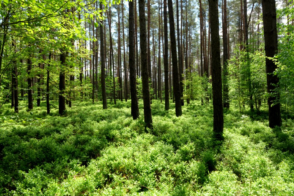 Forest in Gandenitz 2021-05-29 14