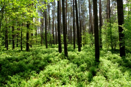 Forest in Gandenitz 2021-05-29 14