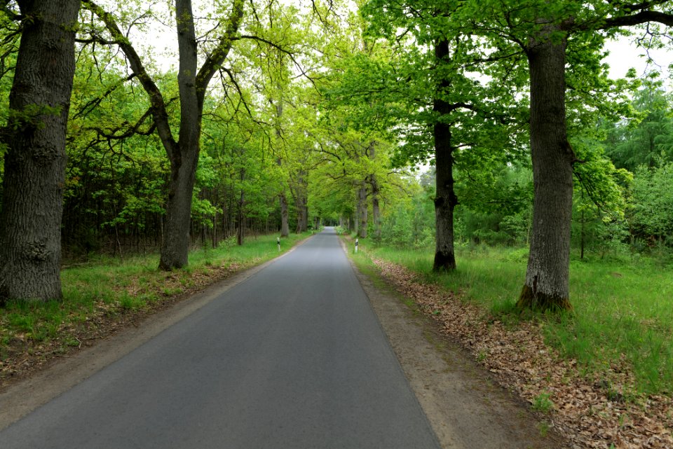 Forest Mahlendorf Warthe 2021-05-29 03