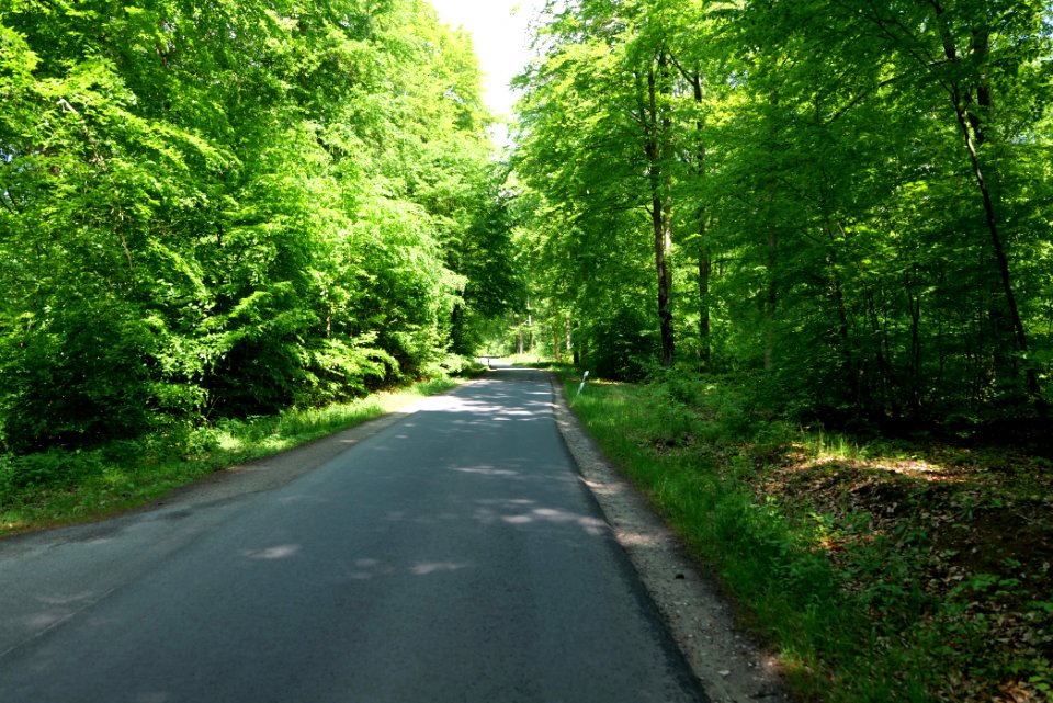 Forest in Gandenitz 2021-05-29 04