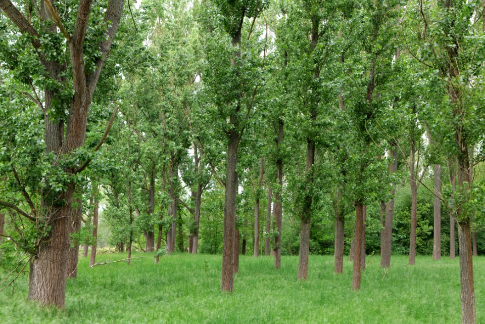Forest in Fehrbellin 2020-05-15 08