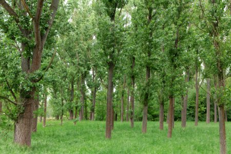Forest in Fehrbellin 2020-05-15 08