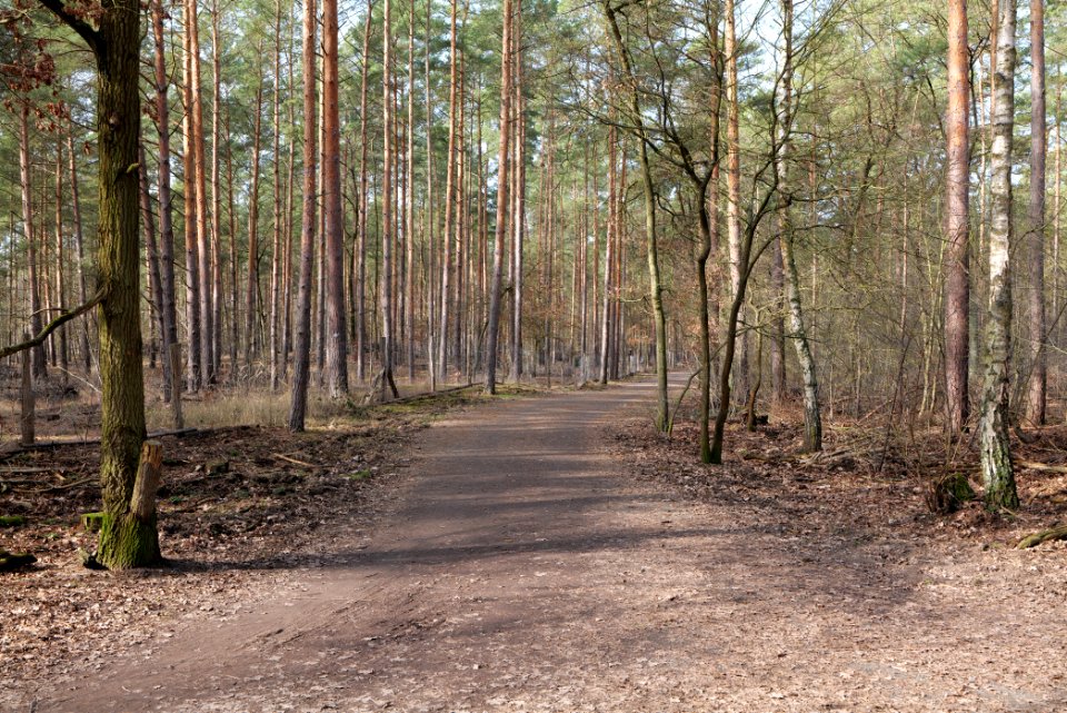 Forest in Kleinmachnow 2021-02-24 02