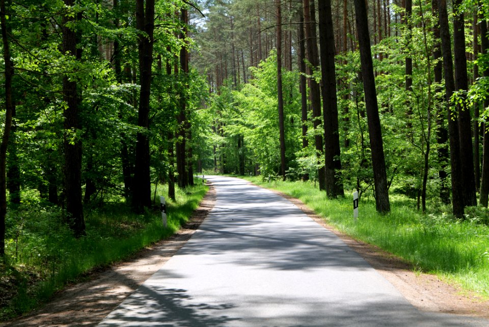 Forest in Gandenitz 2021-05-29 10