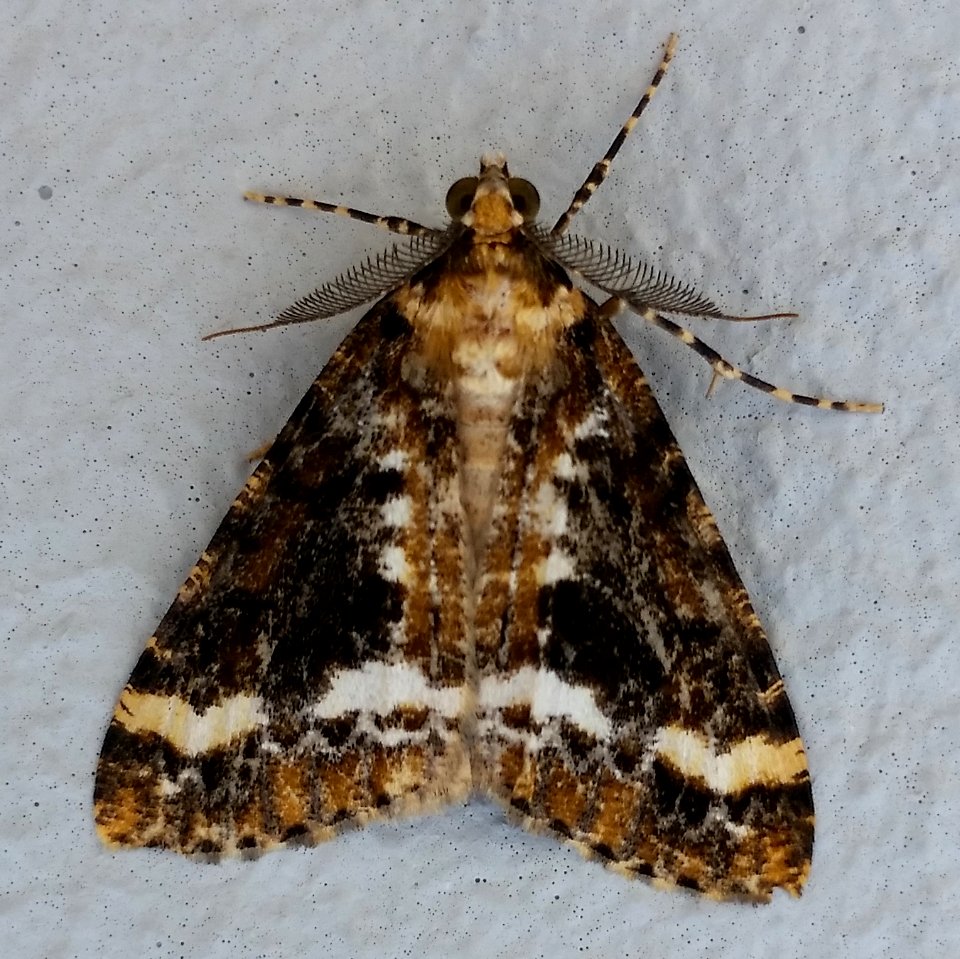 Forest Looper (Pseudocoremia leucelaea)