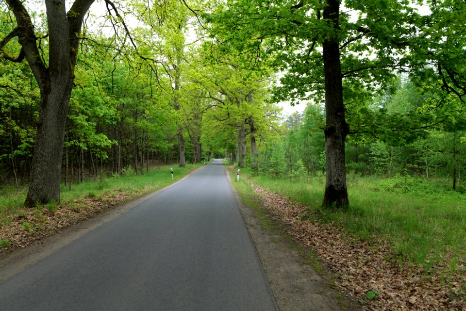 Forest Mahlendorf Warthe 2021-05-29 04