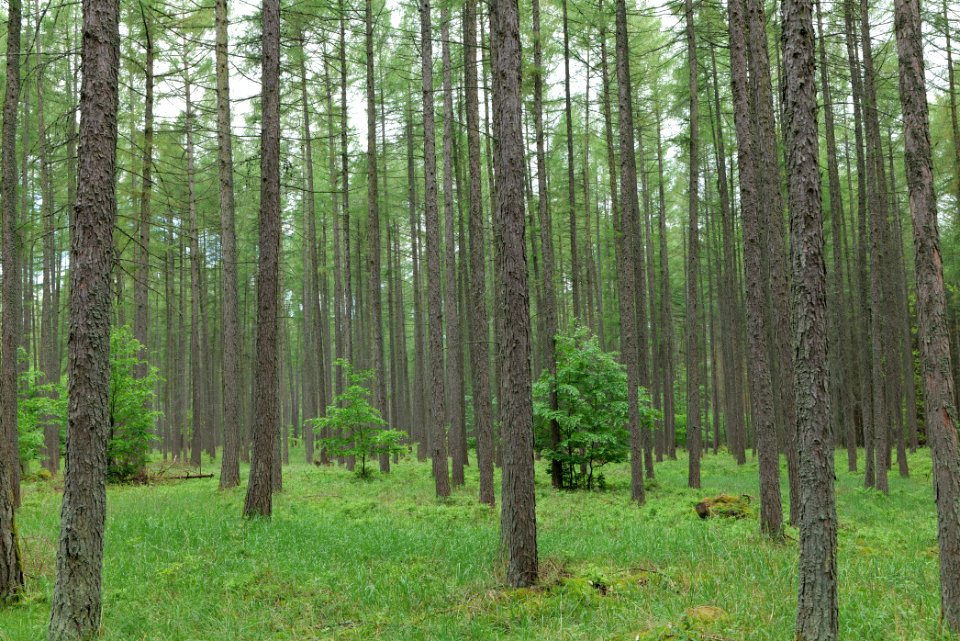 Forest in Gandenitz 2021-05-29 29
