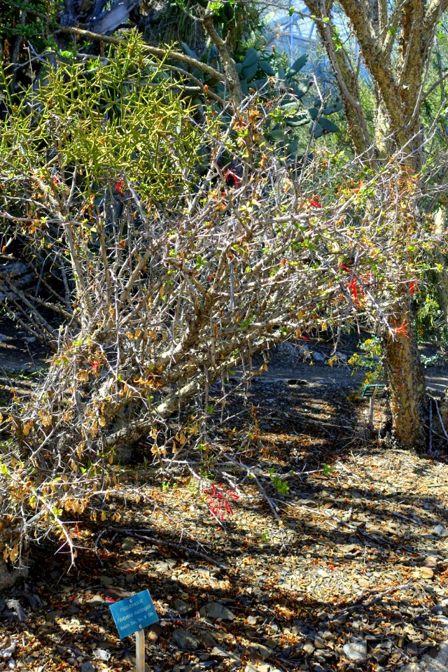 Fouquieria macdougalii - Mildred E. Mathias Botanical Garden - University of California, Los Angeles - DSC02911