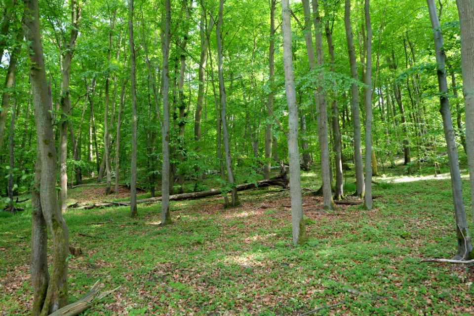 Forest in Gollmitz 2021-05-29 02
