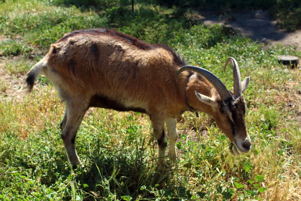 Animal country livestock