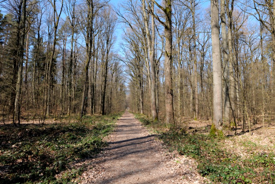 Forest near Börnchesberg Kronberg 2020-03-25 01
