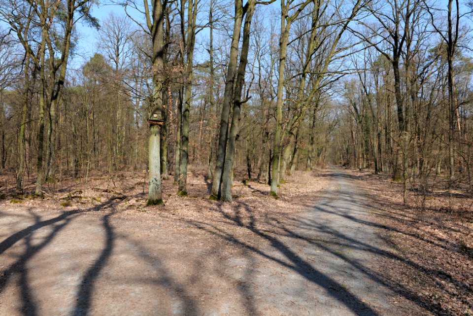 Forest Neu-Isenburg 2020-03-27 02
