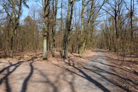 Forest Neu-Isenburg 2020-03-27 02