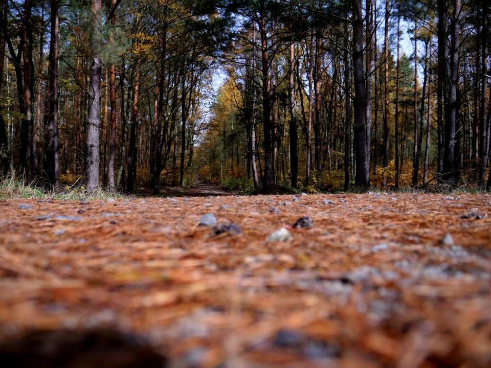 Forest near Mauerweg Hohen Neuendorf at night on 2019-11-11 02