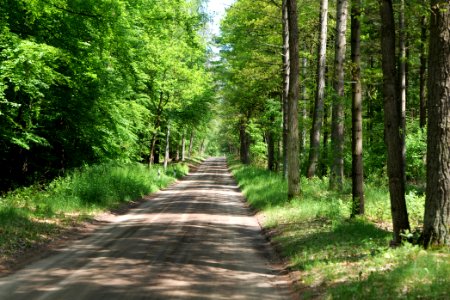 Forest in Densow 2021-05-29 63