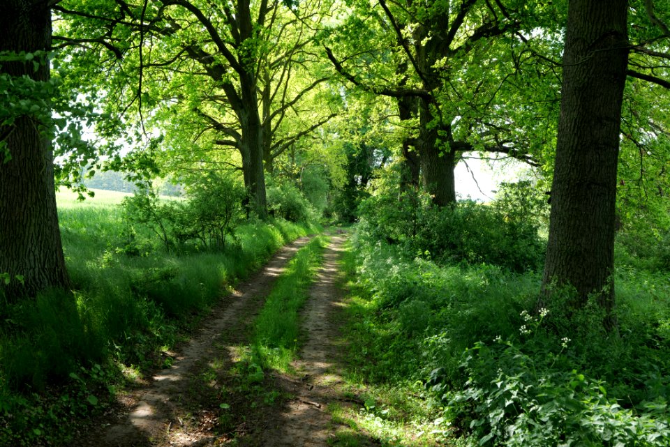 Forest in Gollmitz 2021-05-29 07