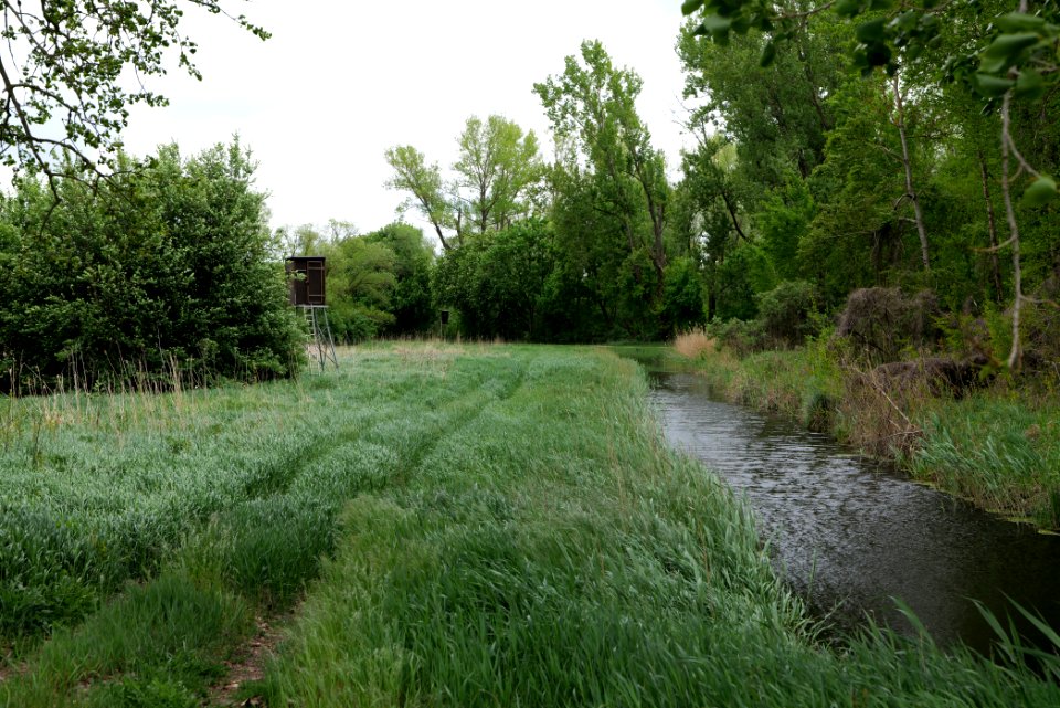 Forest in Fehrbellin 2020-05-15 11