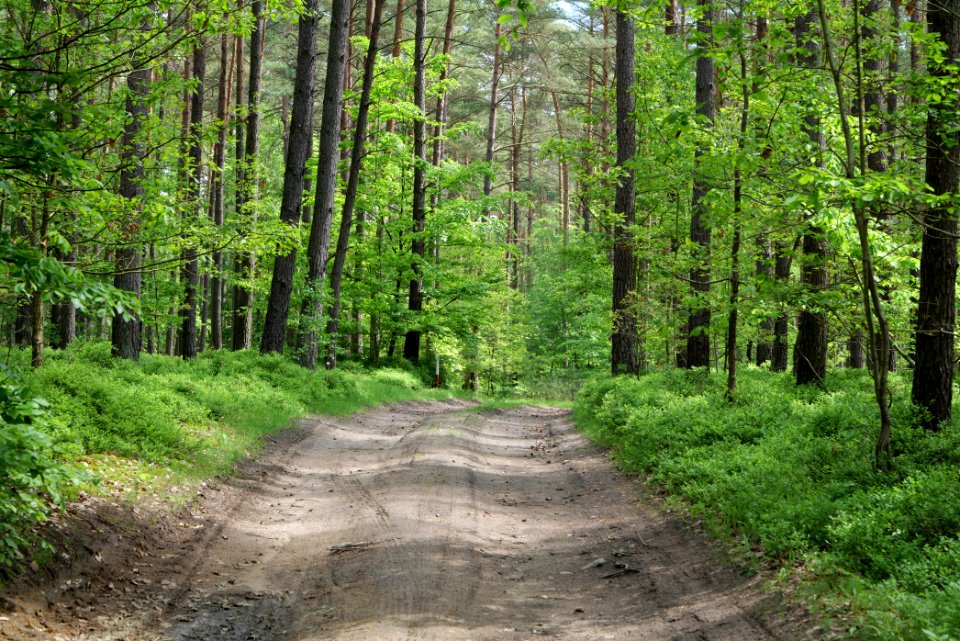 Forest in Gandenitz 2021-05-29 18