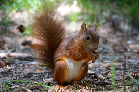 Food nut nature