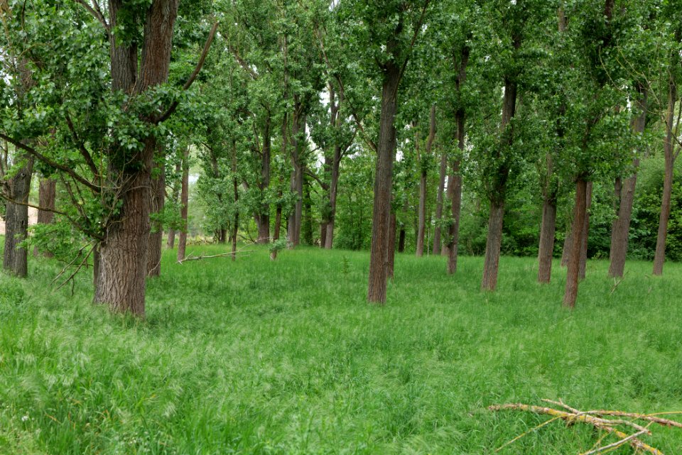 Forest in Fehrbellin 2020-05-15 10