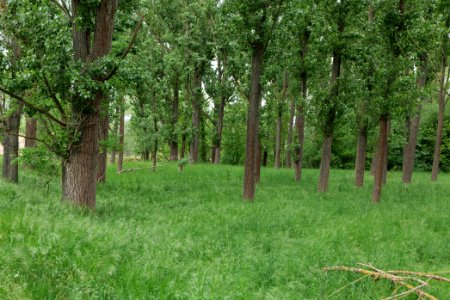 Forest in Fehrbellin 2020-05-15 10