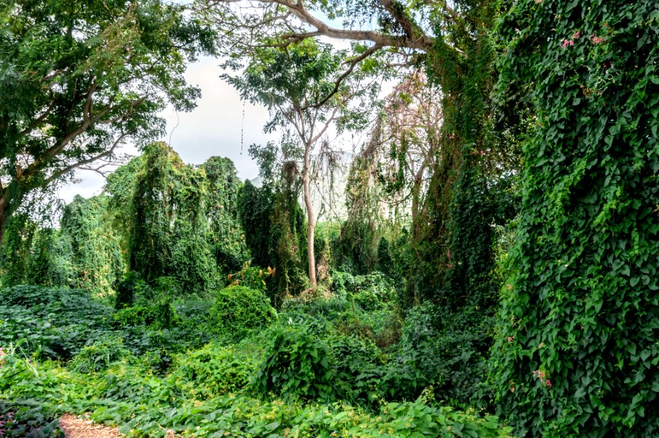 Forest in La Asunción, Margarita Island
