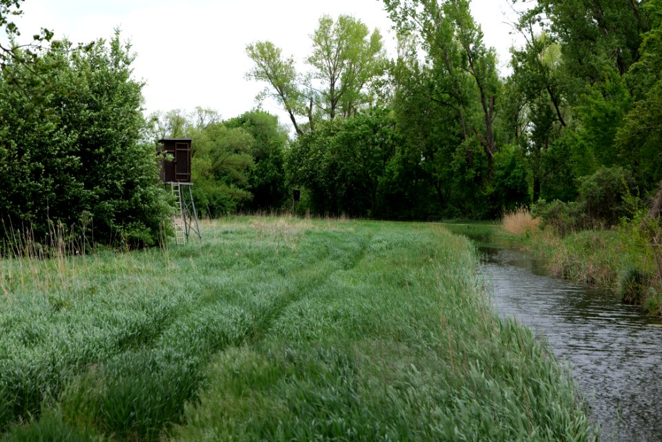 Forest in Fehrbellin 2020-05-15 12