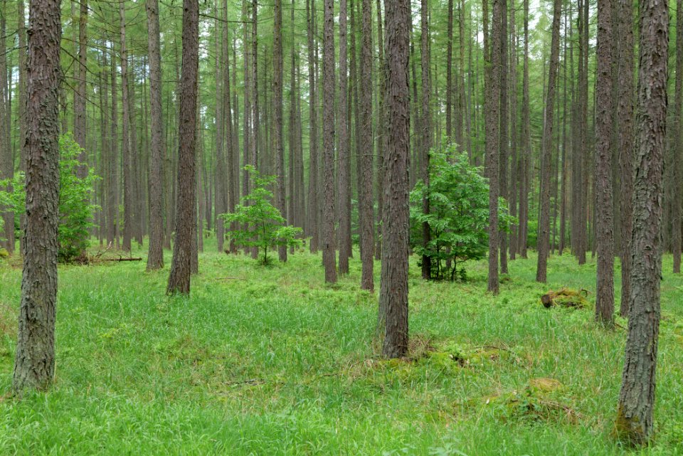 Forest in Gandenitz 2021-05-29 27