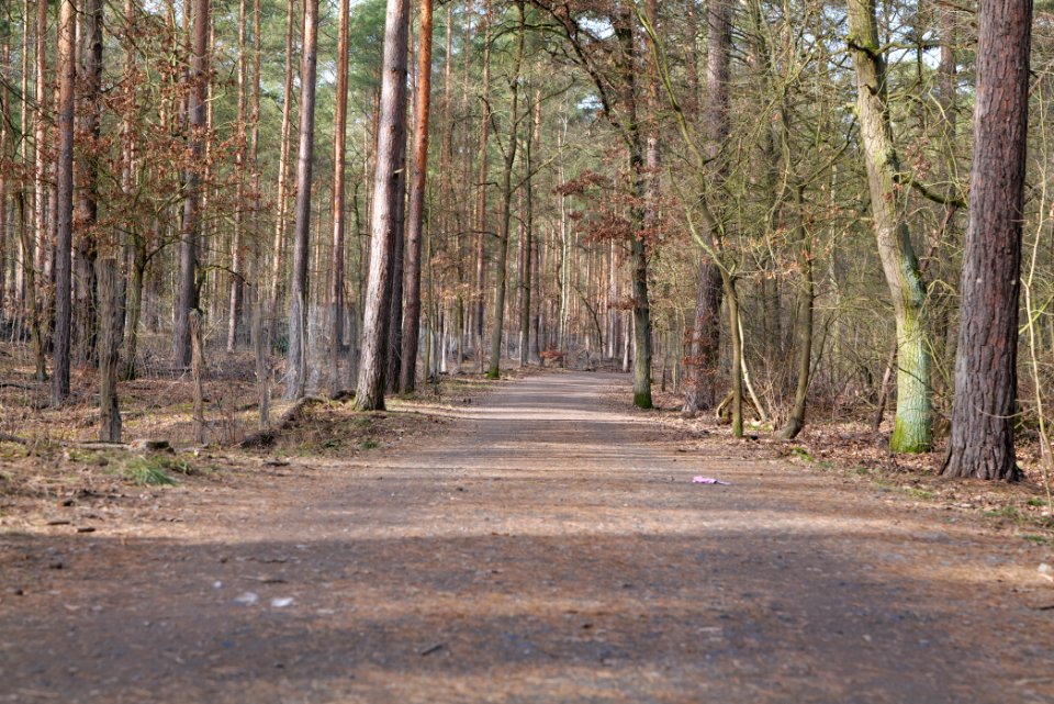 Forest in Kleinmachnow 2021-02-24 03