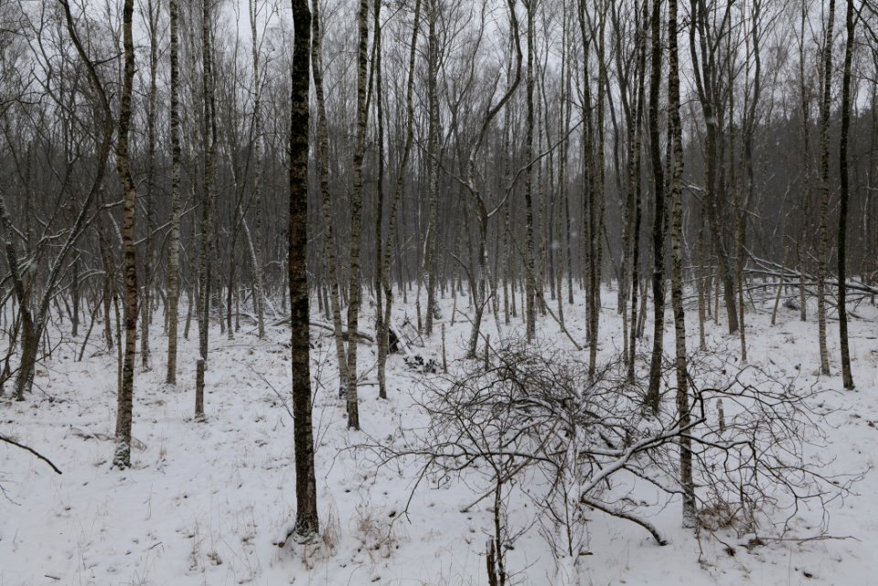 Forest south of Ferch with snow 2021-02-07 04