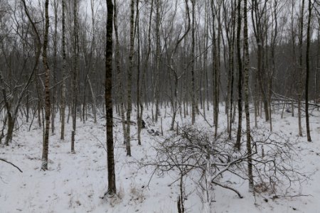 Forest south of Ferch with snow 2021-02-07 04