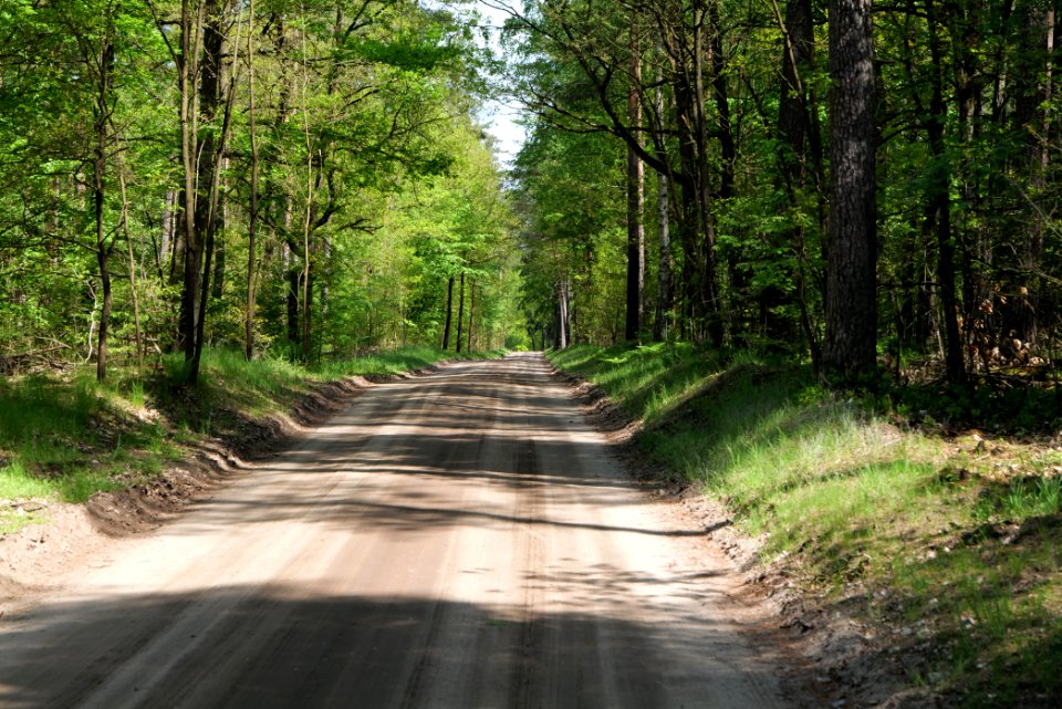 Forest in Densow 2021-05-29 57