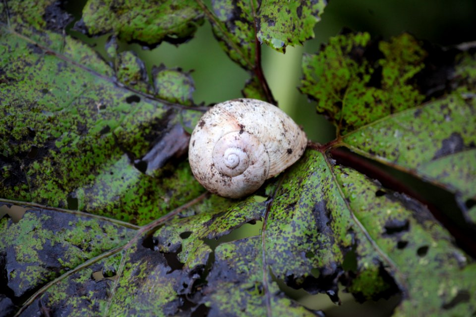 Forest Snail (227081443)