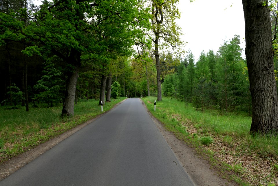 Forest Mahlendorf Warthe 2021-05-29 07