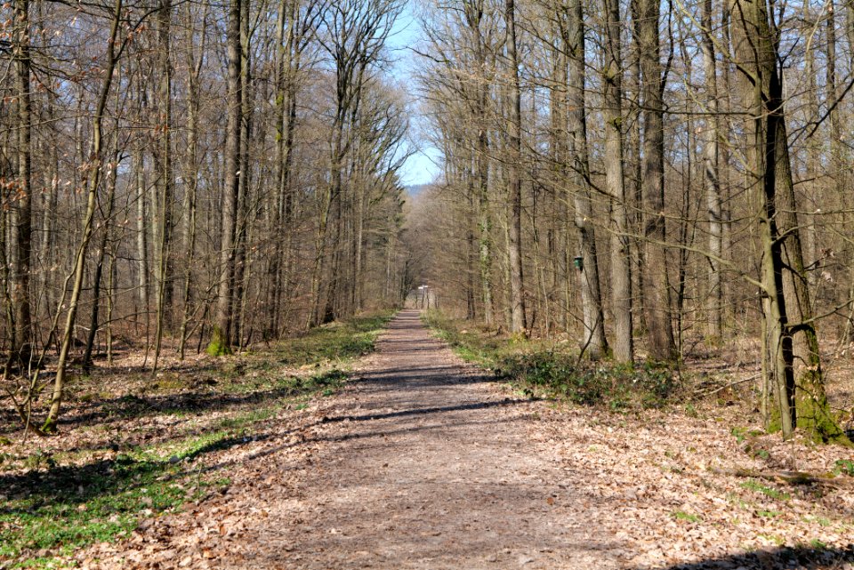 Forest near Börnchesberg Kronberg 2020-03-25 07