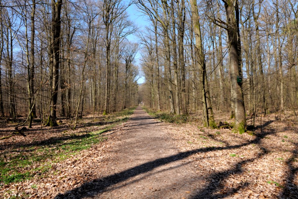 Forest near Börnchesberg Kronberg 2020-03-25 04