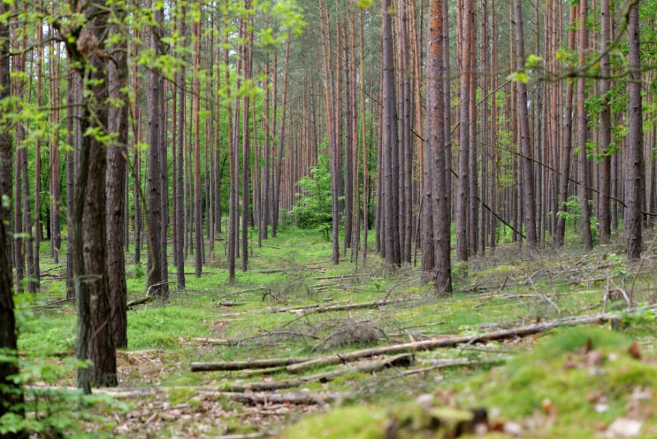 Forest in Densow 2021-05-29 48