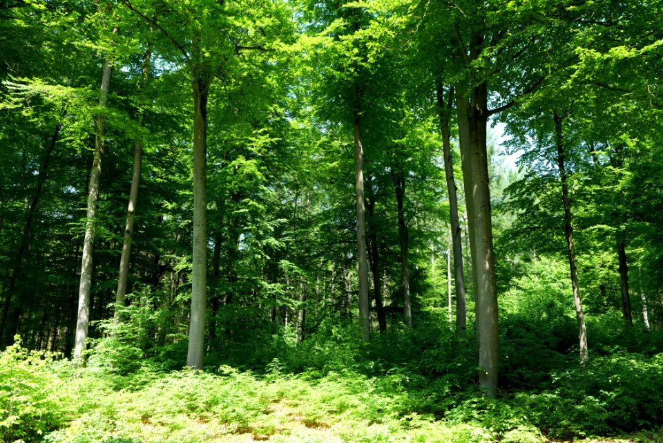 Forest in Gandenitz 2021-05-29 02