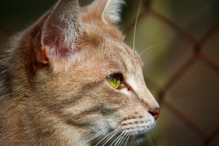 Tiger cat mackerel breed cat photo