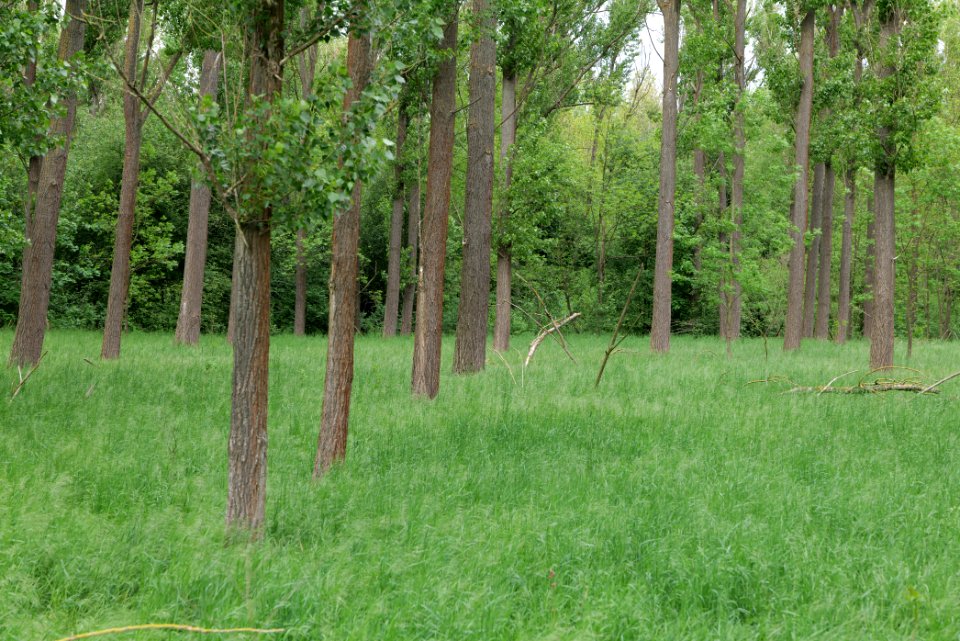 Forest in Fehrbellin 2020-05-15 06