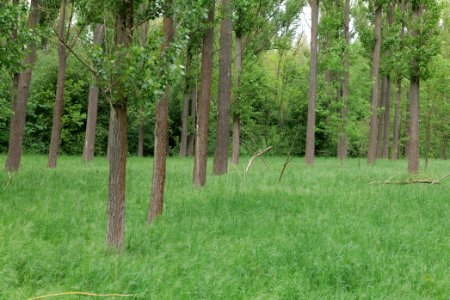 Forest in Fehrbellin 2020-05-15 06