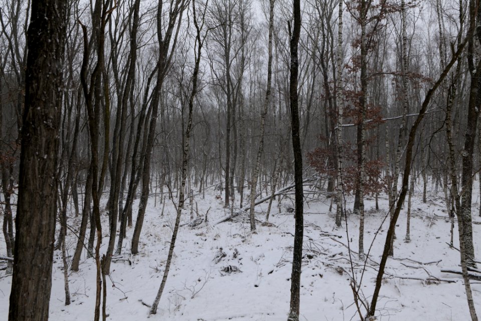 Forest south of Ferch with snow 2021-02-07 02